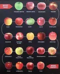 surfinmozart_Apples_on_a_scale_from_most_tart_to_most_sweet_davkj5.jpg