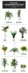 plants.jpg
