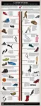 History_of_Shoes_A.jpg