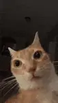 rcmlp96ewwp.gif