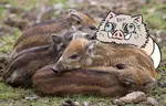 raised by boars.png