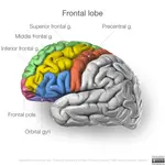 parts of frontal cortex.jpeg