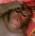 monkey-thinking-monkey-scratching-head.mp4