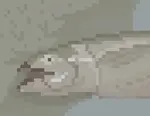 fish.png fish.png