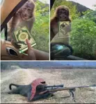 Monkey_on_quran.jpg