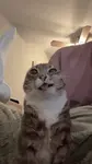 rigby-cat-rigby.gif