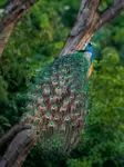 pexels-rajukhanp-26383651.jpg