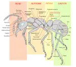 Ant_Exoskeleton.png