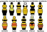 Bee_Colors.jpg
