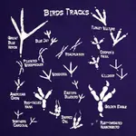 Bird_Tracks.jpg