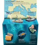 Bluefin_Tuna.jpg