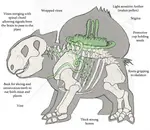 Bulbasaur_Anatomy.jpg