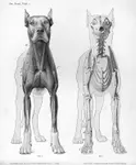 Dog_Bones.jpg