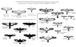Flight_Form_Birds_of_Prey_(2).jpg