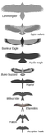 Flight_Form_Birds_of_Prey_(1).png