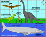 Large_Animals.gif