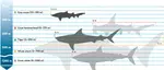 Shark_Diving_Depths.jpg