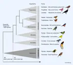 Song_Bird_Family_Tree.jpg