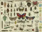 VI_-_Insects_B.jpg