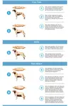 Dog-BCS-chart.jpg