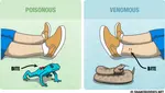 None_Minimalist_infographic__Poisonous_vs_venomous__37qpb3.jpg