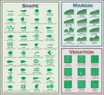Leaf_Morphology.png