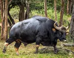 Gaur.jpeg