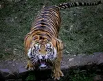 Angry Tiger.jpg