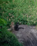 Leopard Cubs.jpg