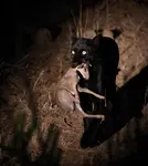 Black Leopard.jpeg