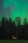Elk.jpeg